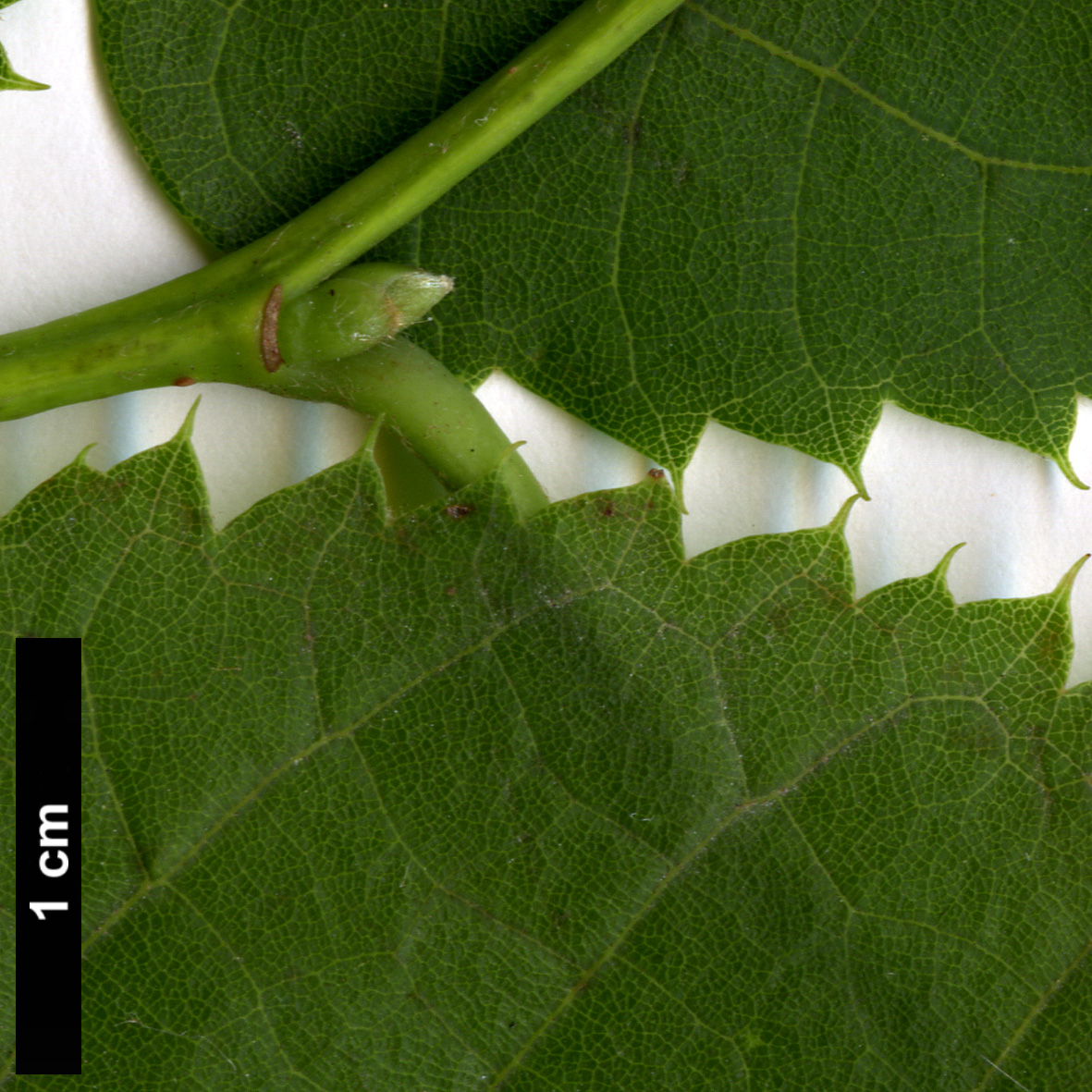 High resolution image: Family: Malvaceae - Genus: Tilia - Taxon: dasystyla - SpeciesSub: subsp. caucasica